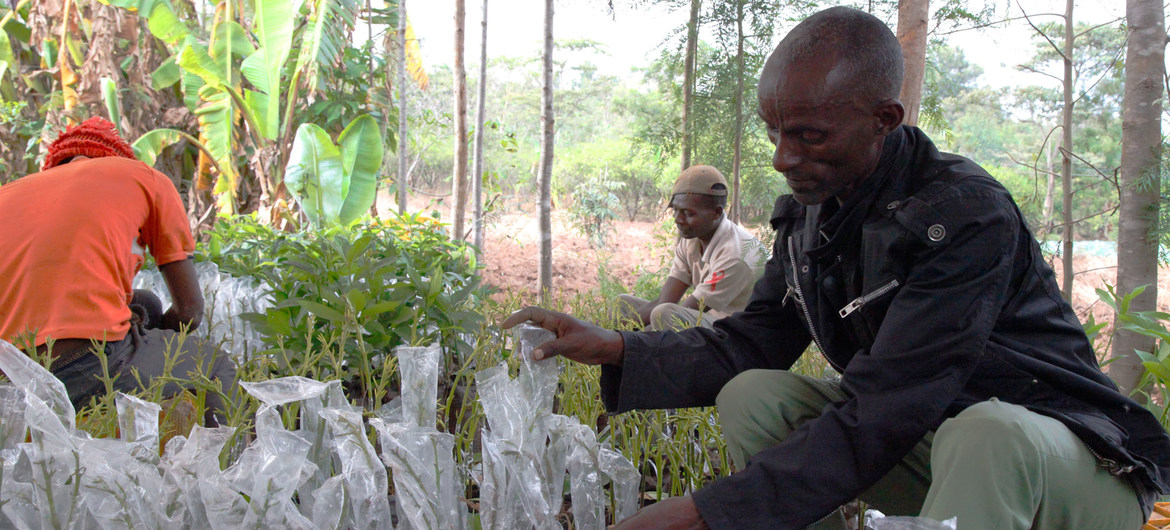 FAO Food Hero Bogale Borena is aiming to cultivate 100,000 avocado seedlings a year.