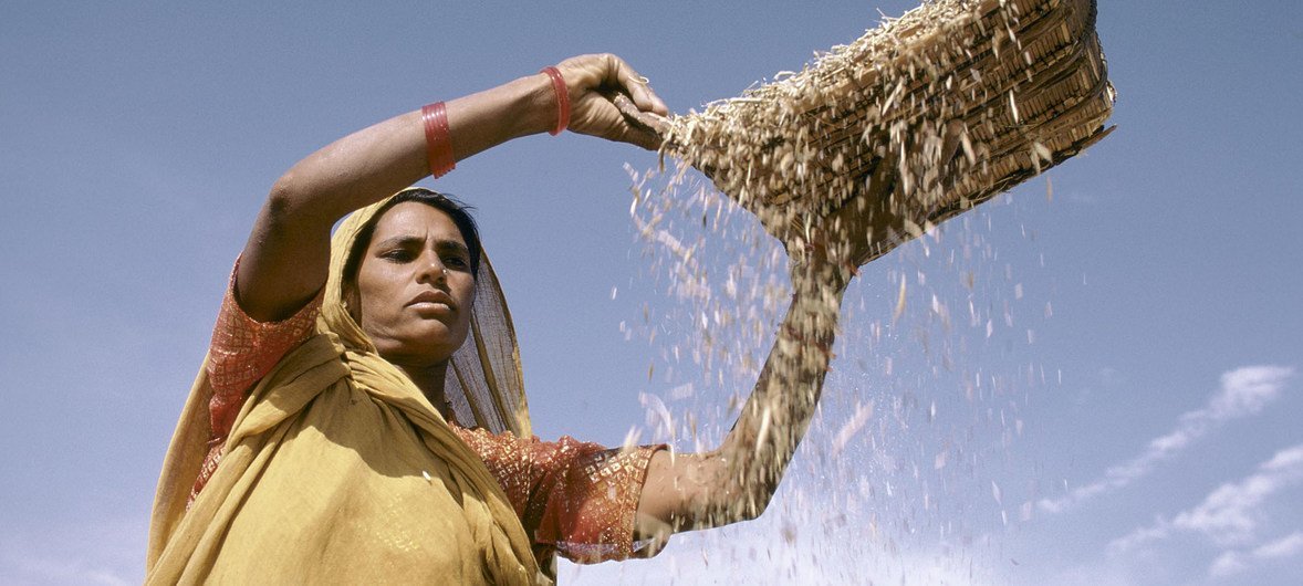 Woman in India shifts grain (file)