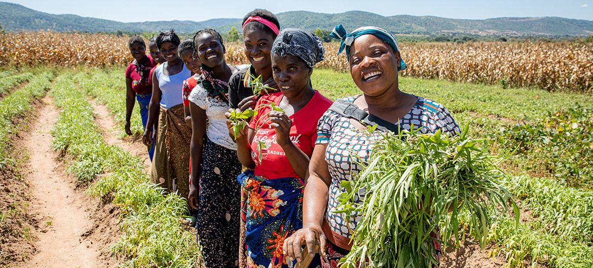 Women who are part of a female farming cooperative, supported by UNICEF and other UN agencies, tend to their crops in Chipata, Zambia.