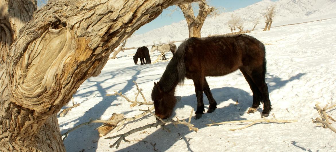 Dzuds freeze the soil, leaving animals unable to access pasture. In this file photo, a horse grazes on tree bark as there is noting else to eat.