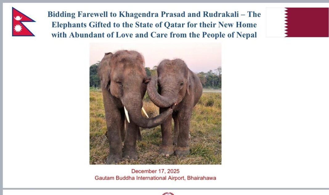 Nepal Hands Over Two Elephants to Qatar